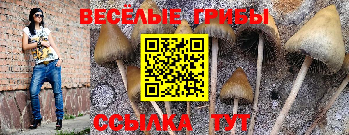 Галлюциногенные грибы Psilocybine cubensis Клинцы