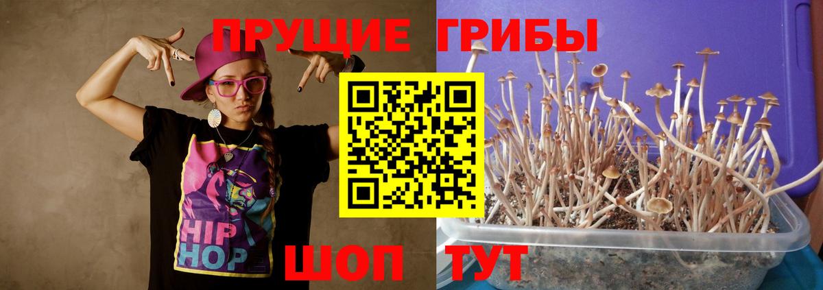 Клинцы  Галлюциногенные грибы MAGIC MUSHROOMS  Вход с VPN  Галлюциногенные грибы прущие грибы 